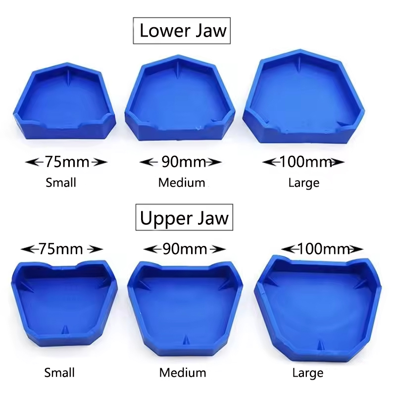 2/6 Buah Model Gigi Dasar Sili - Model Kit Tool Set ulasan dan harga